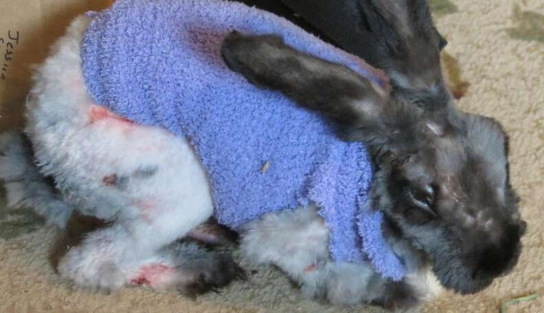 Shaving store angora rabbit