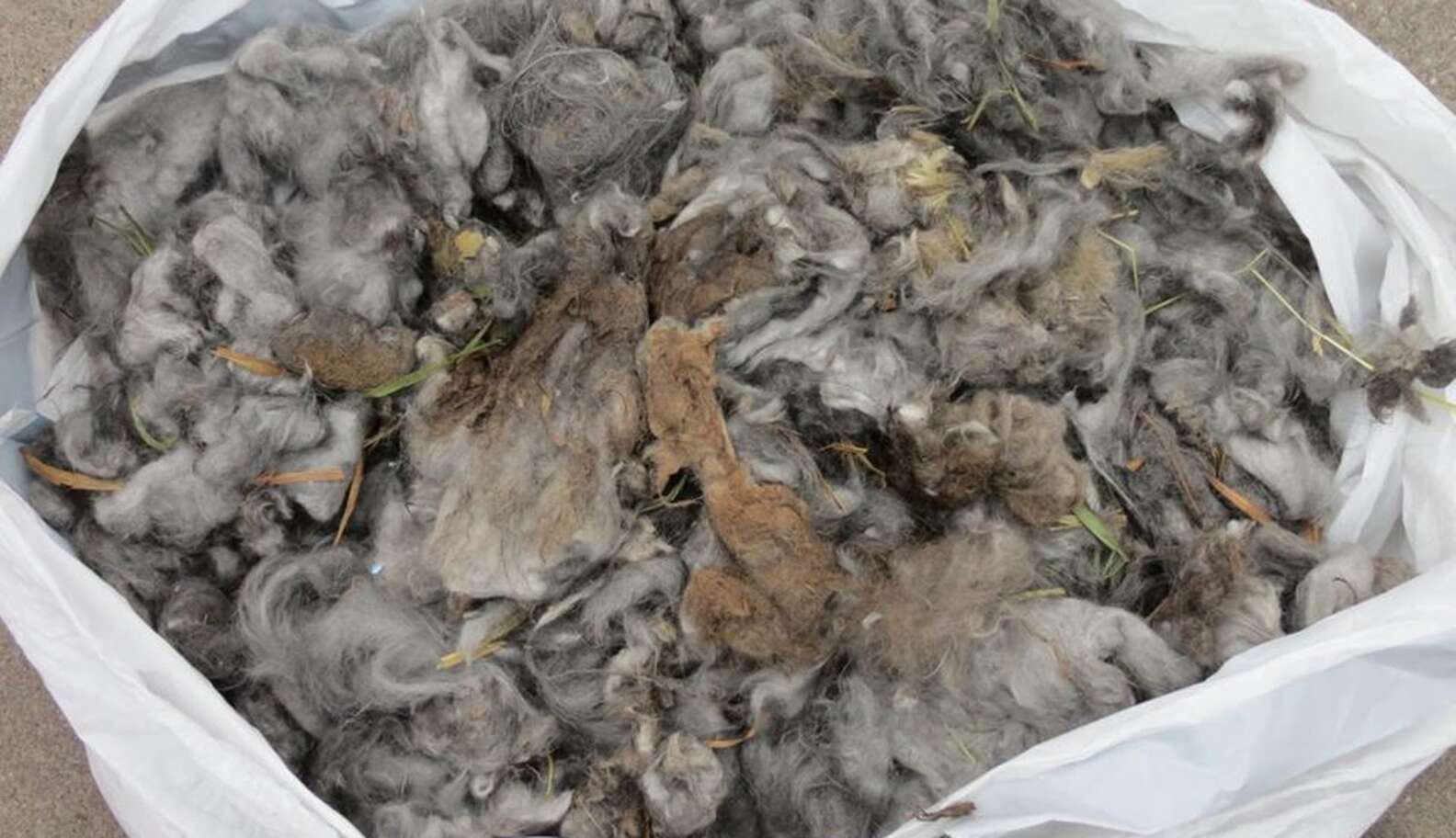 Neglected Rabbit With Matted Fur Gets A Shave And Lots Of Sweaters ...