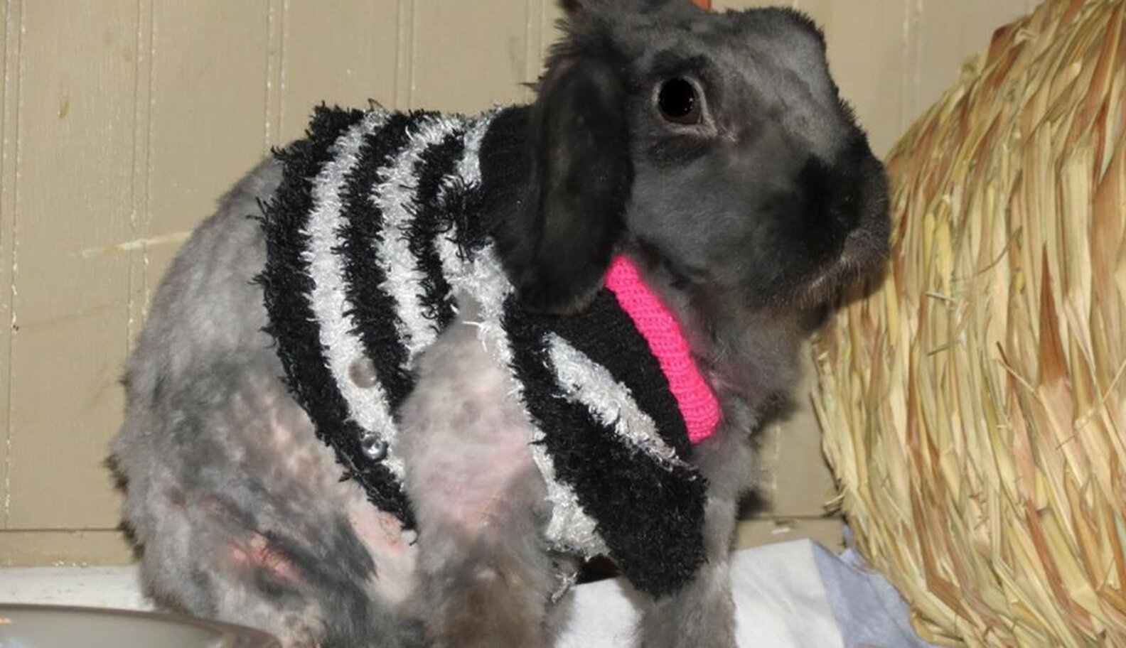 Neglected Rabbit With Matted Fur Gets A Shave And Lots Of Sweaters ...