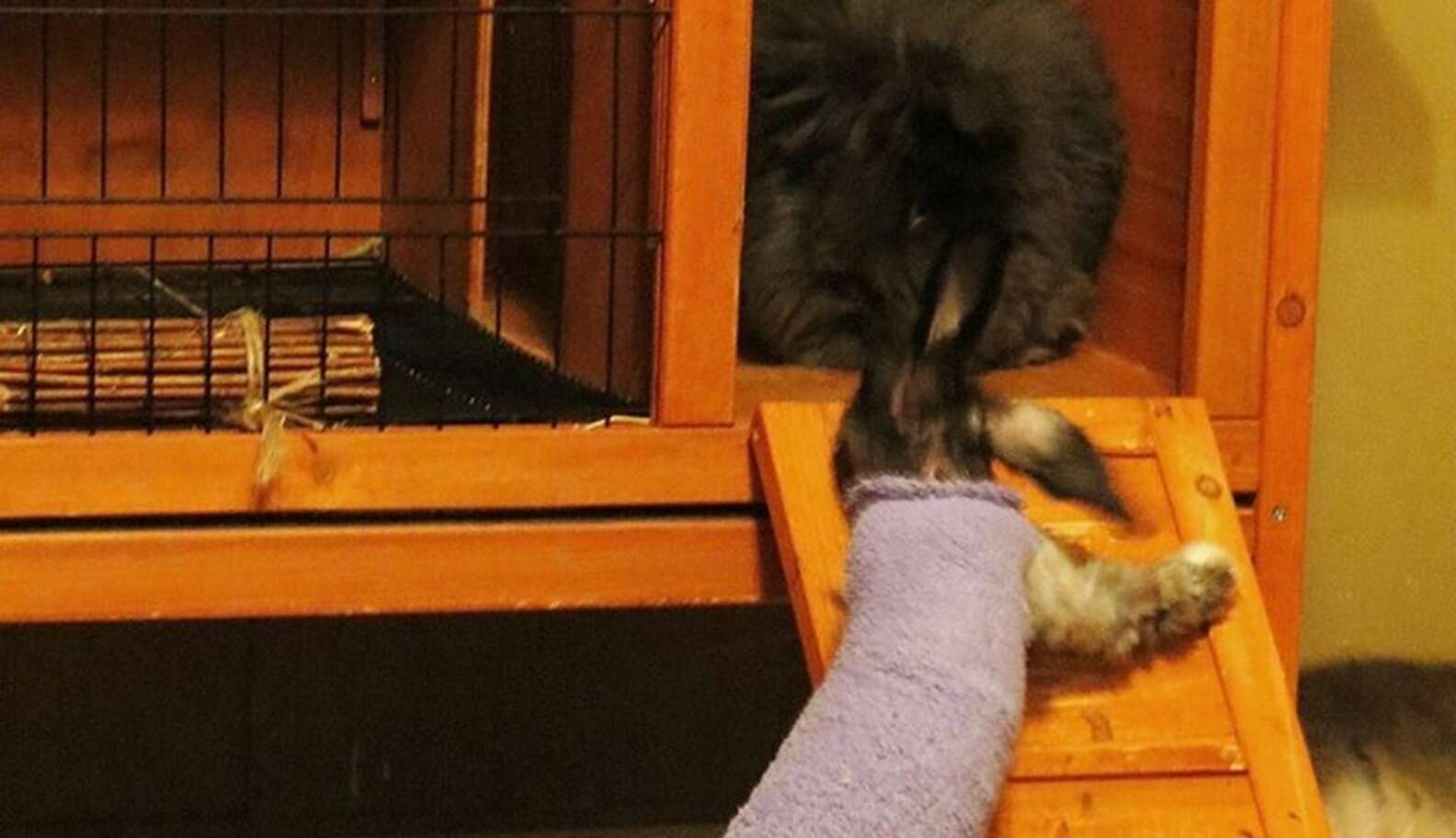 Neglected Rabbit With Matted Fur Gets A Shave And Lots Of Sweaters ...
