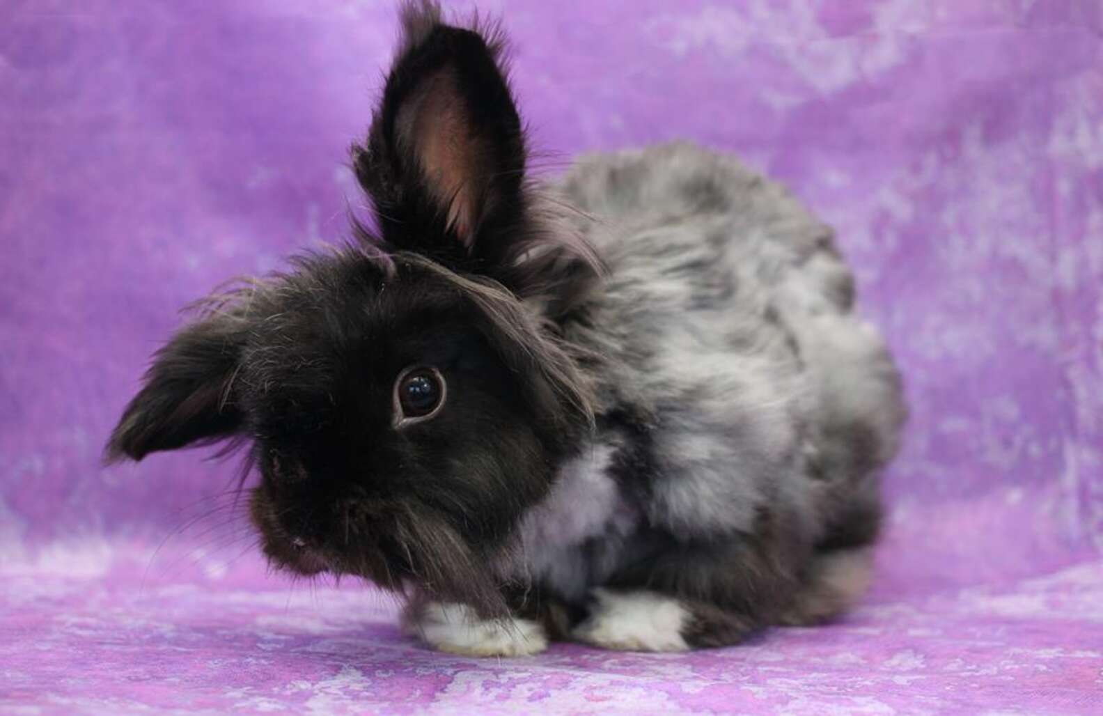 Neglected Rabbit With Matted Fur Gets A Shave And Lots Of Sweaters ...