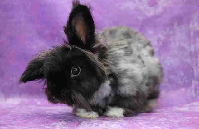 Neglected Rabbit With Matted Fur Gets A Shave And Lots Of Sweaters