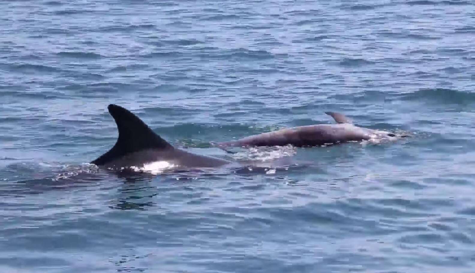 Grieving Dolphin Seen Carrying The Body Of Her Dead Calf - The Dodo