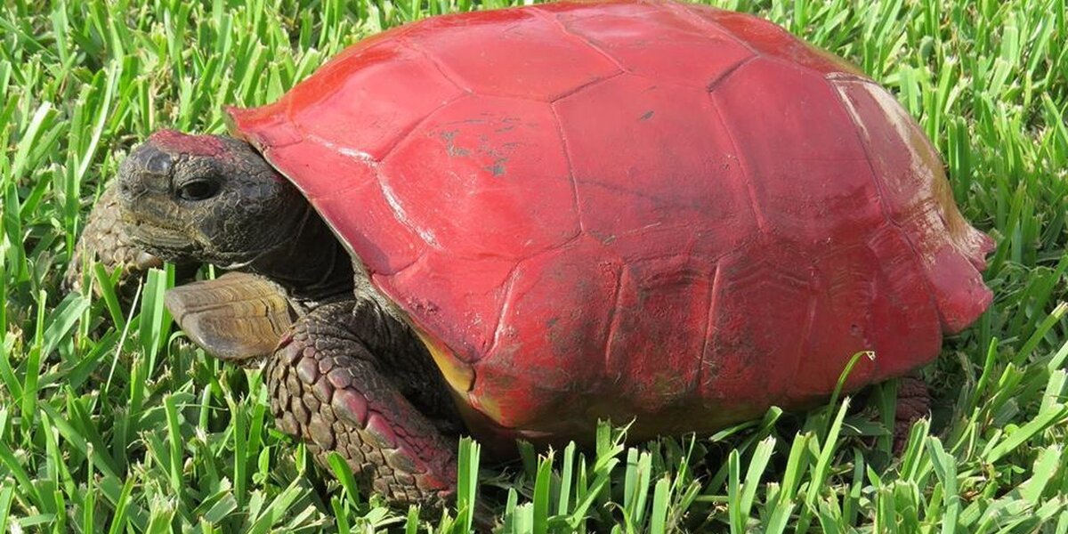 Someone Thought It Was Funny To Paint This Tortoise's Shell Red - The Dodo