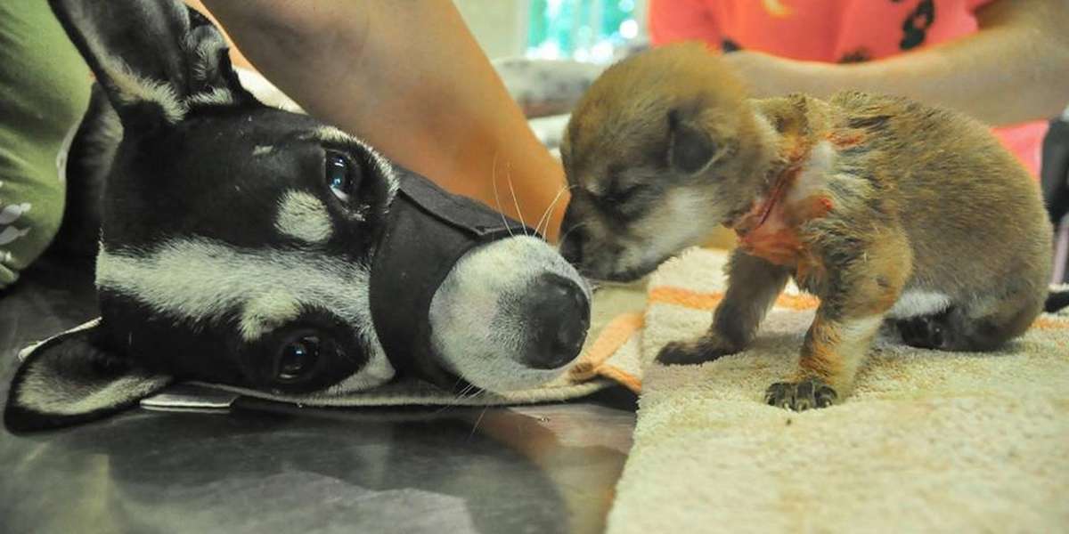 Mother Dog Caught In Rope Refuses To Give Up On Last Baby - The Dodo