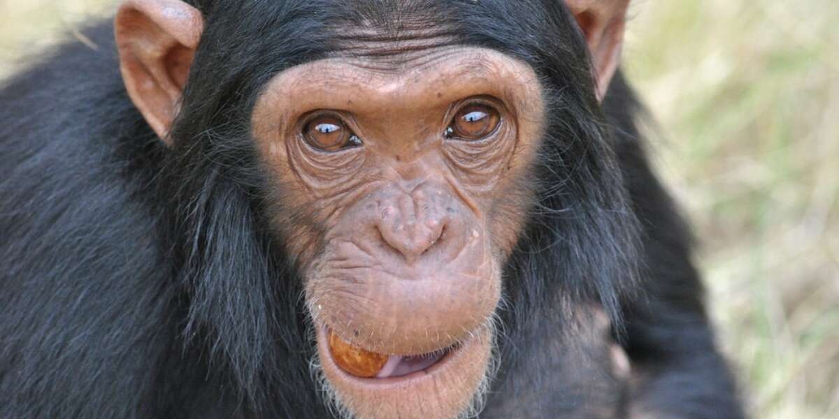 The New Foodie: Chimps Are Food Critics, Too - The Dodo