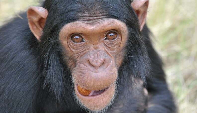 The New Foodie: Chimps Are Food Critics, Too - The Dodo