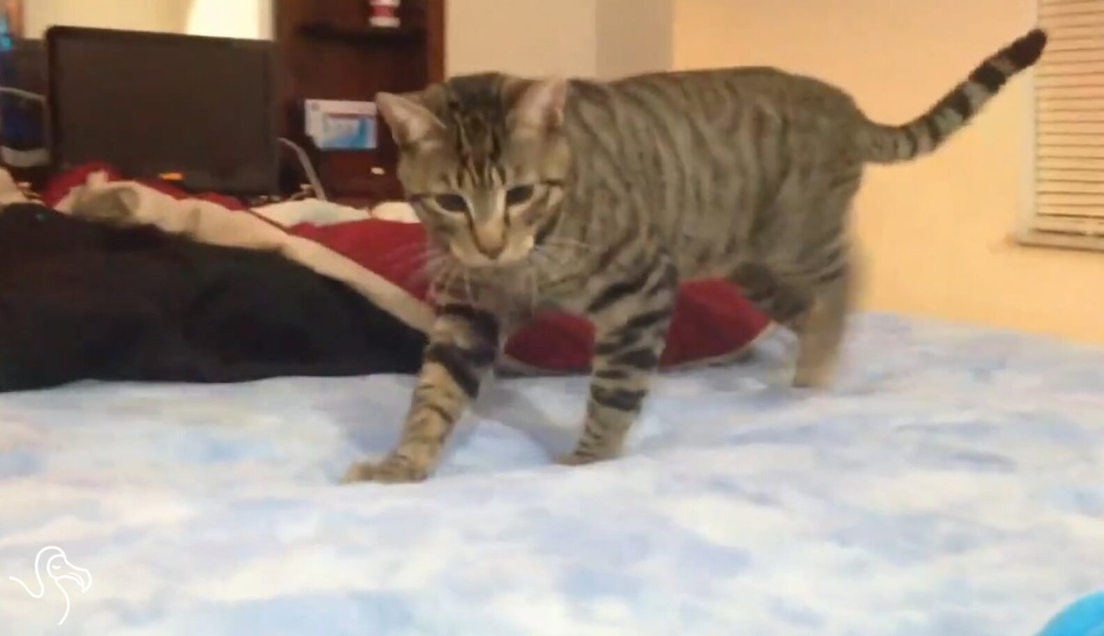 WATCH Cats On Waterbeds The Dodo