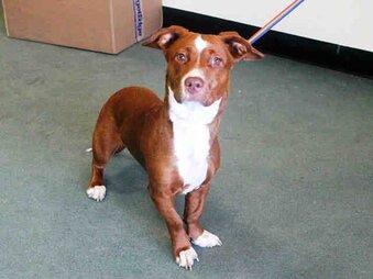 rami the pitbull dachshund