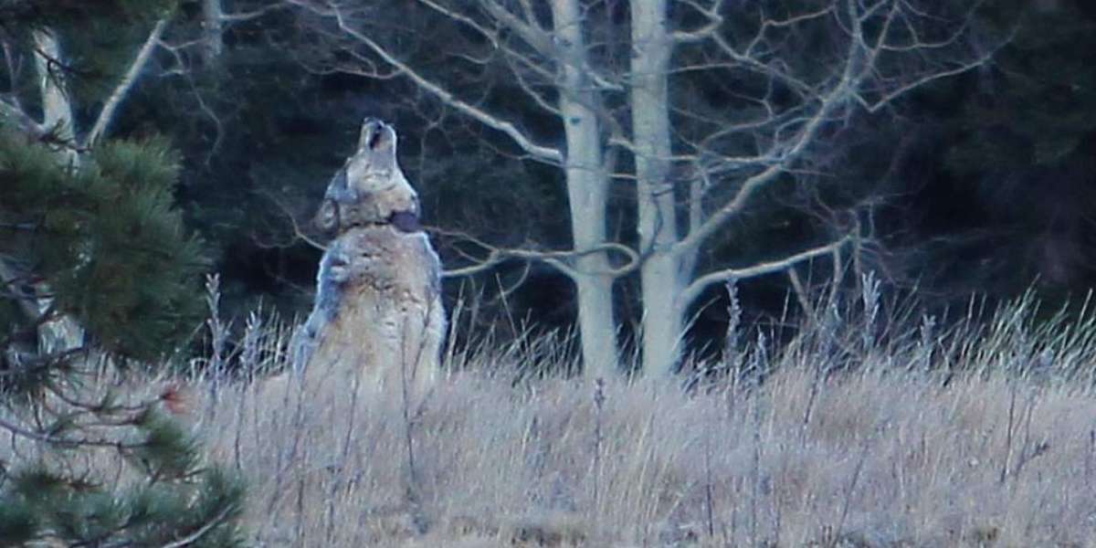 Hunter Kills Endangered Wolf ... By Mistake - The Dodo
