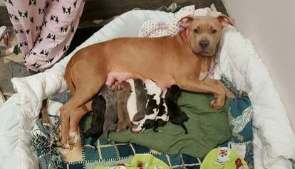 Shelter Dog Adopts Her Best Friend S Puppies After She Passes Away