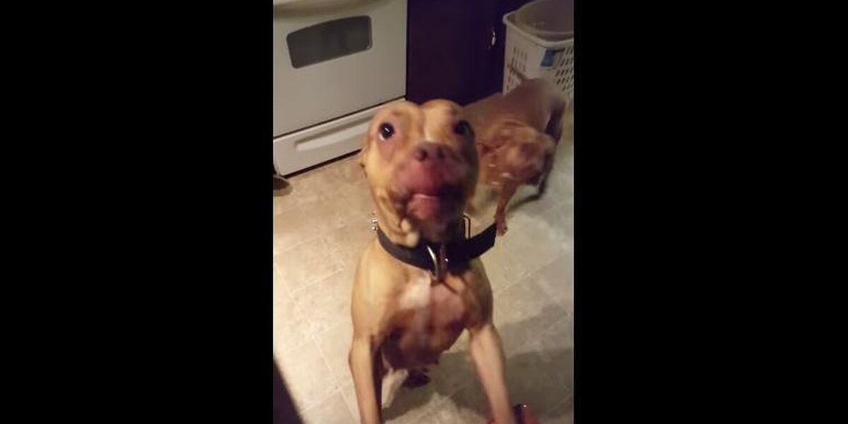 Guilty Dogs Are Thrilled To See Dad — Until They Realize HE KNOWS - The ...