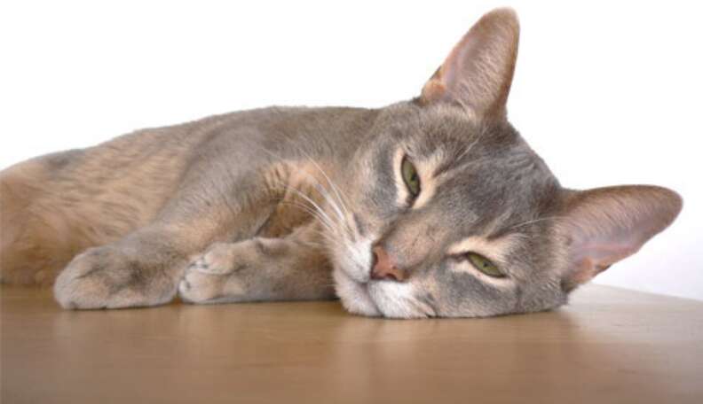 This Is Why Your Cats Really Love Treats The Dodo this-is-why-your-cats-really-love-treats-the-dodo
