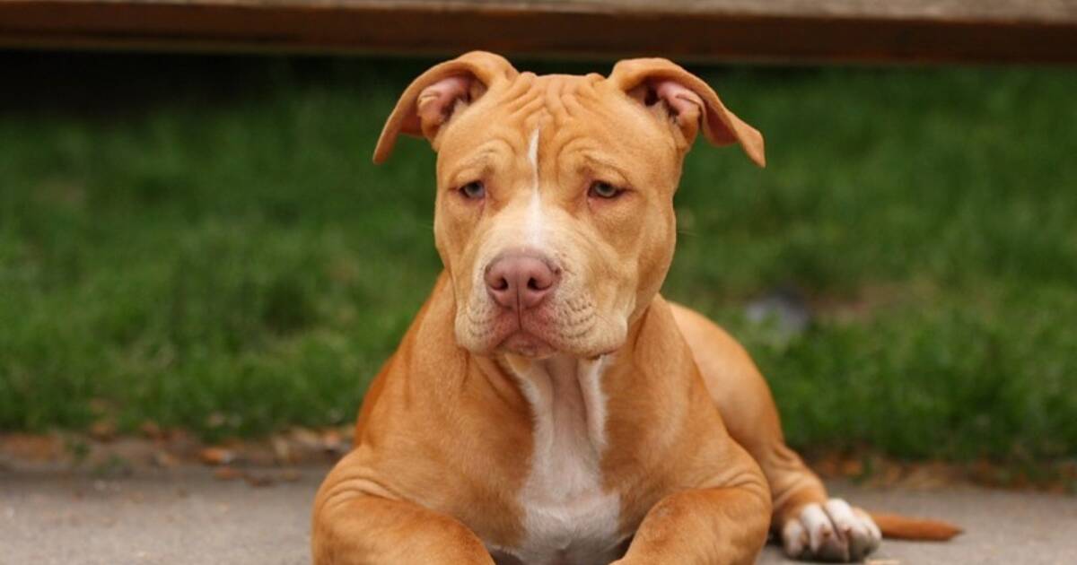 what are the rules for keeping a american pit bull terrier in jersey