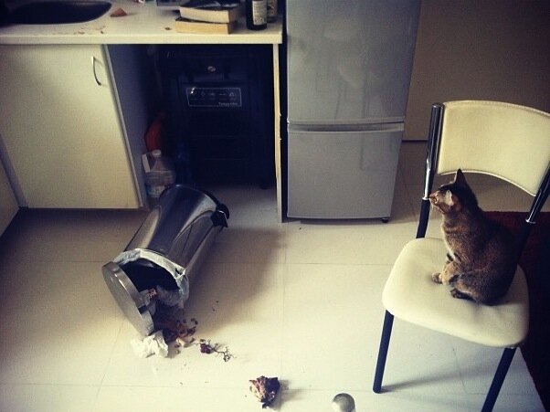 16 Cats Who Have No Idea Where This Mess Came From - The Dodo
