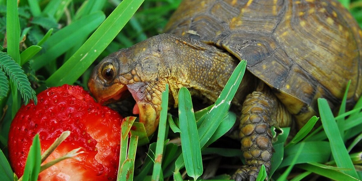 Happy World Turtle Day! Here Are Some Photos Of Turtles Eating ...