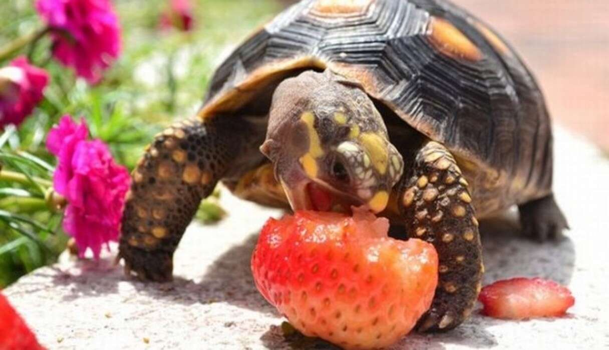 Happy World Turtle Day! Here Are Some Photos Of Turtles Eating ...