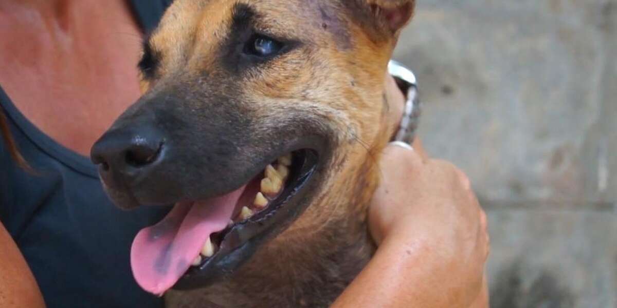 Dog Near Death Makes Incredible Transformation The Dodo