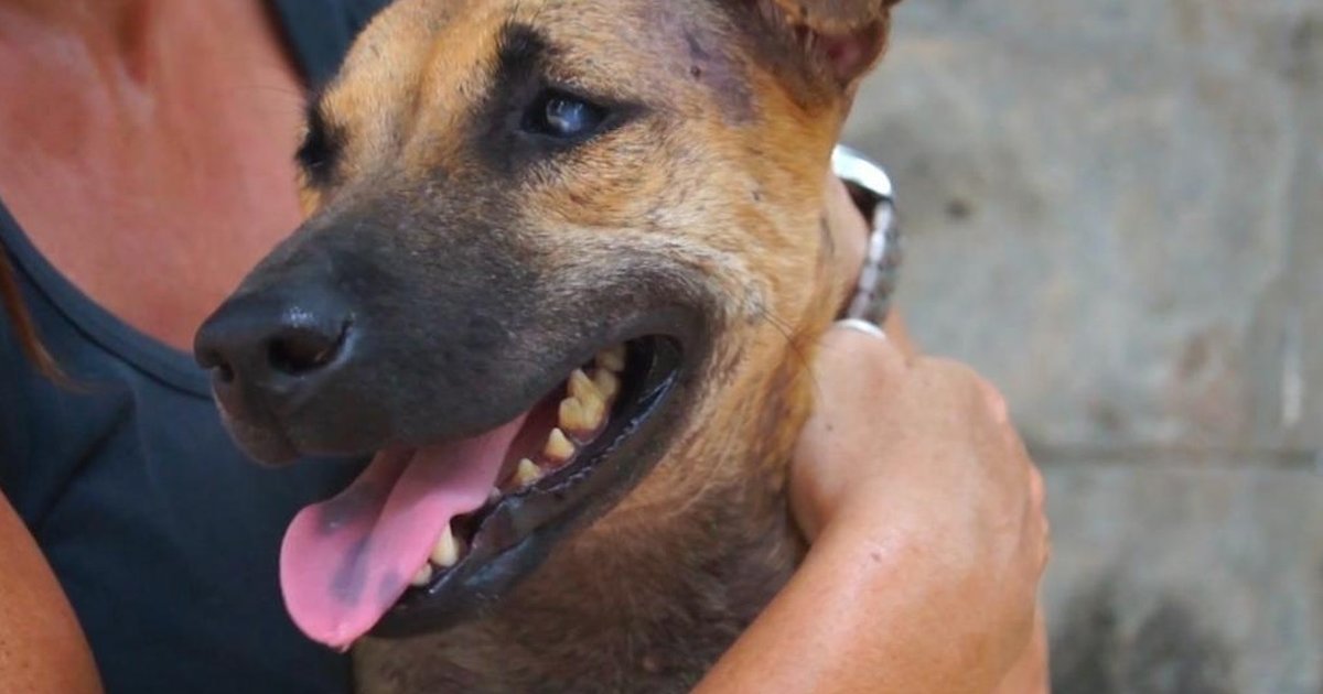 Dog Near Death Makes Incredible Transformation - The Dodo