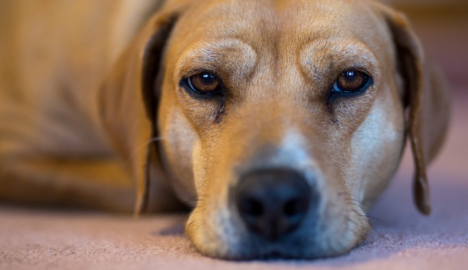 Your Pet Is Not An Ebola Risk Says CDC The Dodo