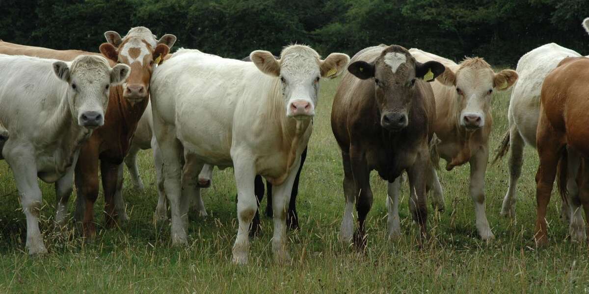 Farmers Sneaking Illegal Drugs Into Dairy Cows The Dodo