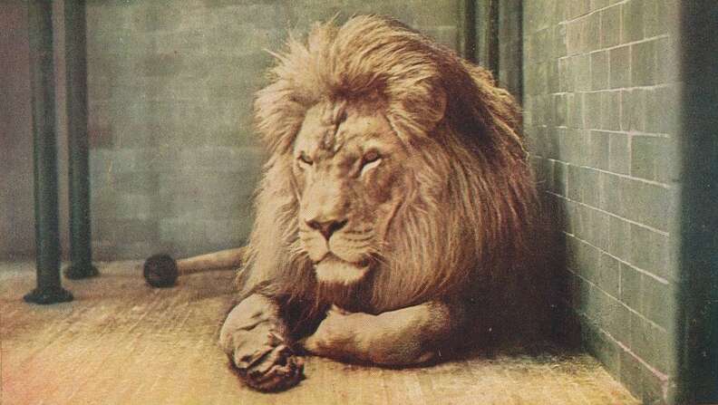 Zoo-ed Lion