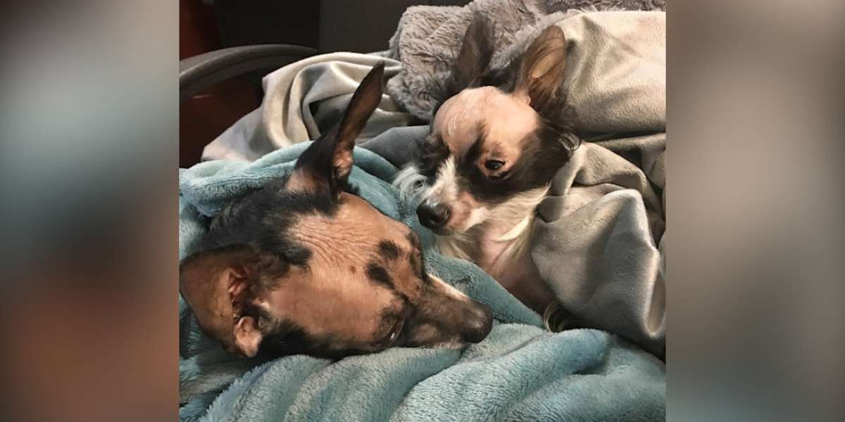Bald Dog Who Was Scared Of Everything Gets A Brother Who's Just Like