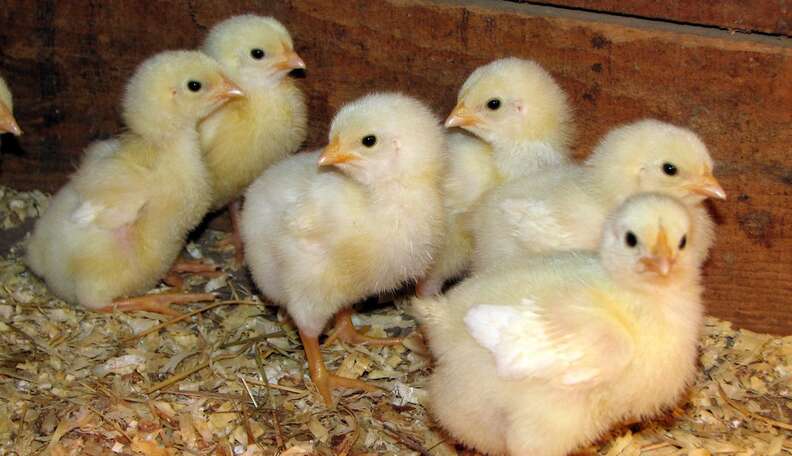 Ex-Boyfriend Mails 15 Baby Chicks In Failed Attempt To Be Clever - The Dodo