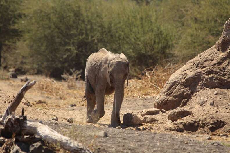 Baby elephant Impunga sits up on his big brother Vus'musi,…