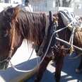 Beaten Cart-Pulling Horse Rafael Gets the Ride of his Life
