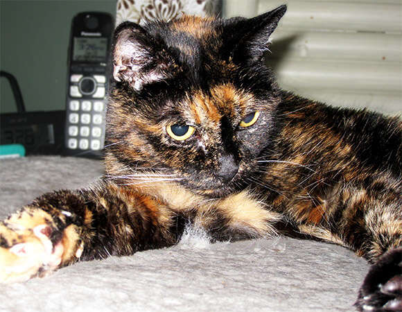 The oldest cat to live hotsell