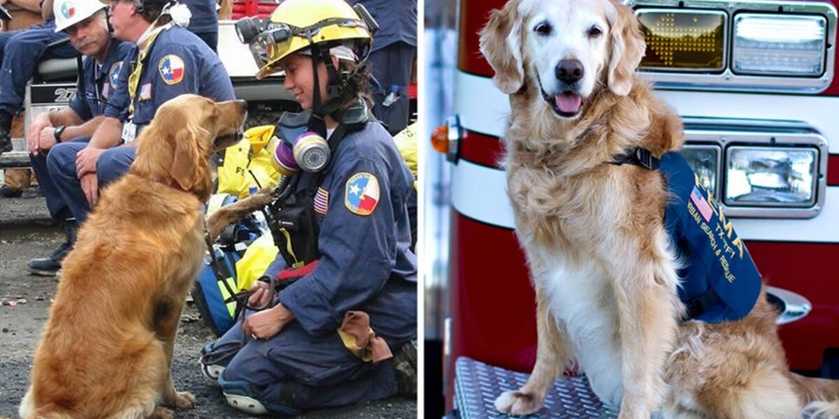Last Surviving 9/11 Rescue Dog Remembered Forever As A Hero ...