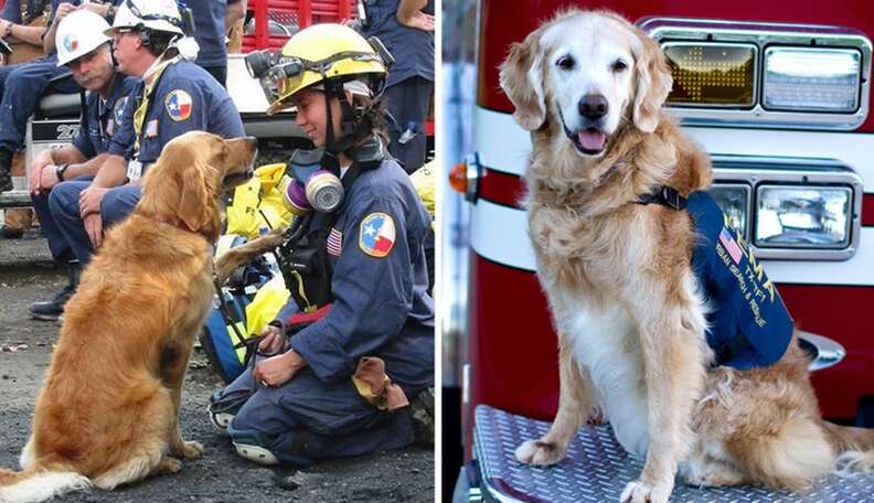 search and rescue dogs 911