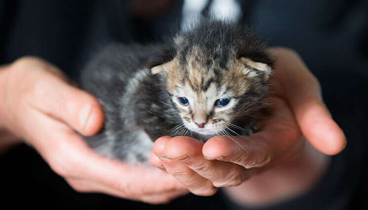 Kitten Rescued From Chimney Loves All The Animals On Her Farm - The Dodo