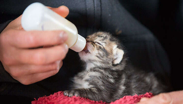 Kitten Rescued From Chimney Loves All The Animals On Her Farm - The Dodo