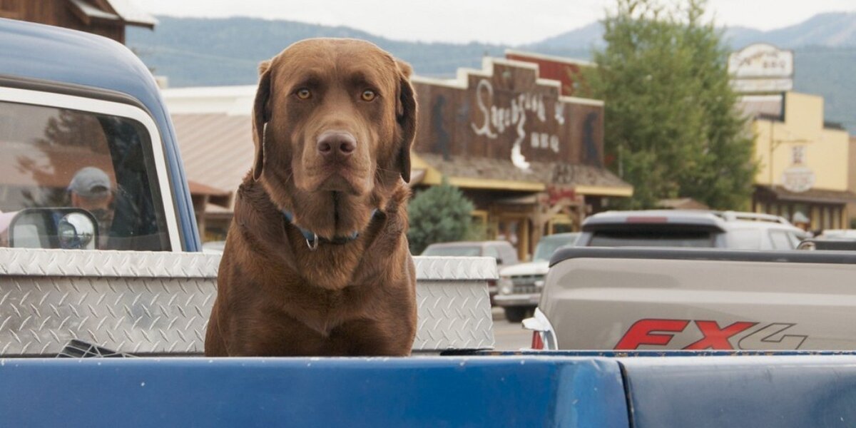 Seat belts for dogs soon to be required in louisiana the dodo