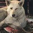 Dog Whose Family Left Her Chained In Mud Loves Her New Bed