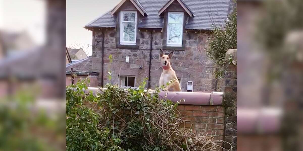 Dog Keeps Jumping On Trampoline To See Over Wall Videos The Dodo