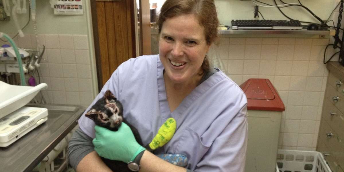 Kitty Badly Burned In Fire, Nursed To Health By Community - The Dodo