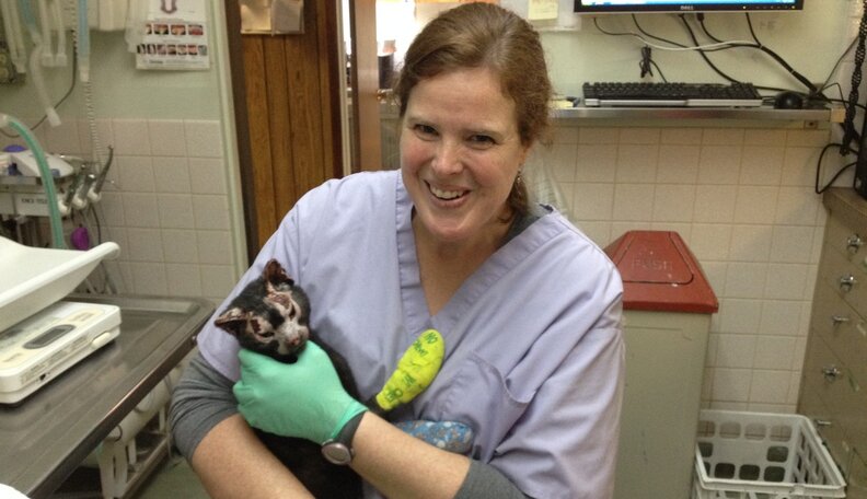Kitty Badly Burned In Fire, Nursed To Health By Community - The Dodo