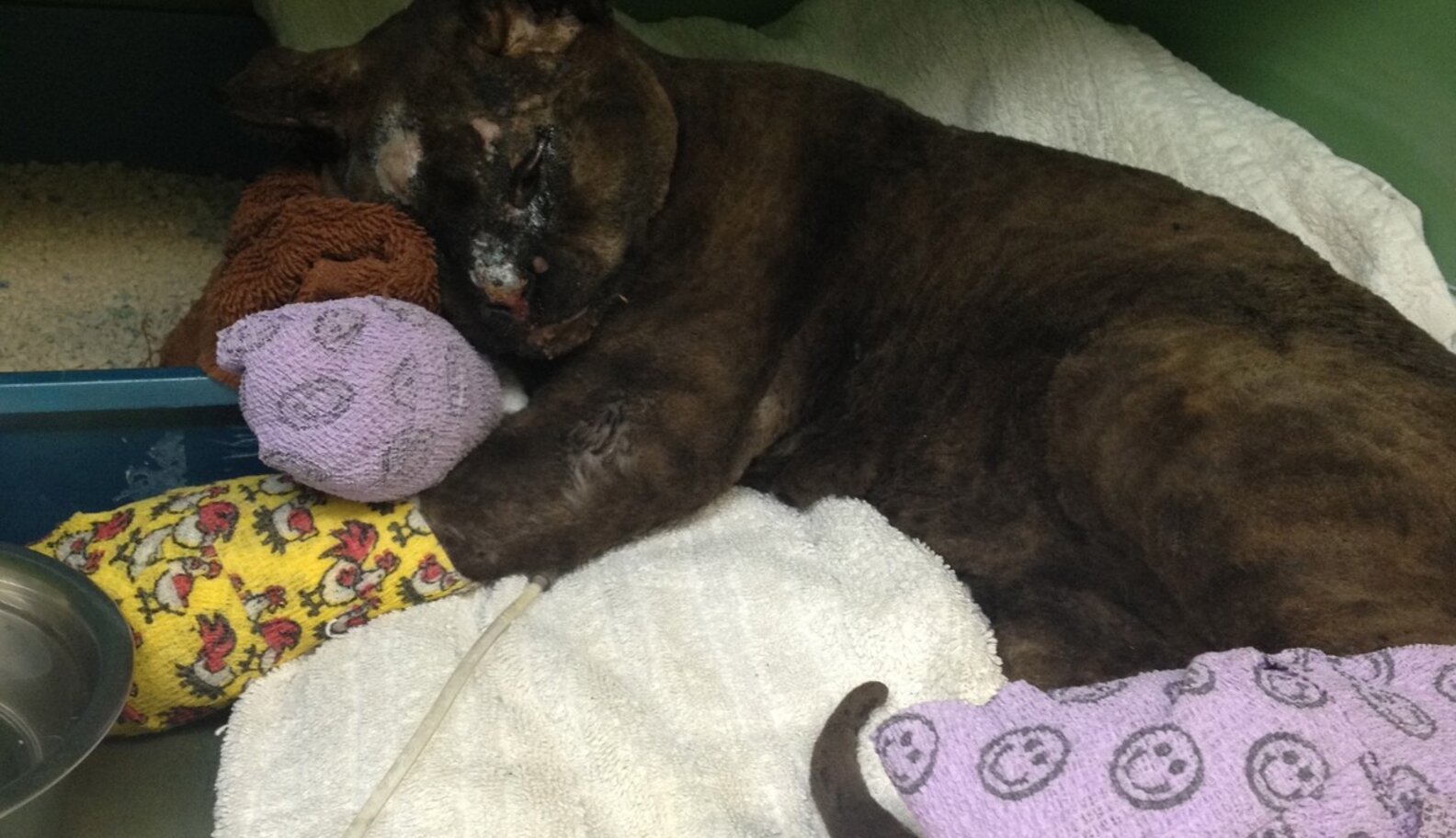 Kitty Badly Burned In Fire, Nursed To Health By Community - The Dodo
