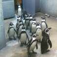 Penguins Mysteriously Drown at Canadian Zoo