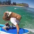 He Gets 'Problem' Dogs To Behave – With Surf Lessons