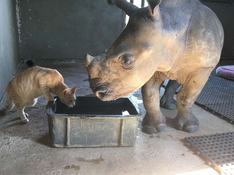 Cat and her rhino friend at The Rhino Orphanage