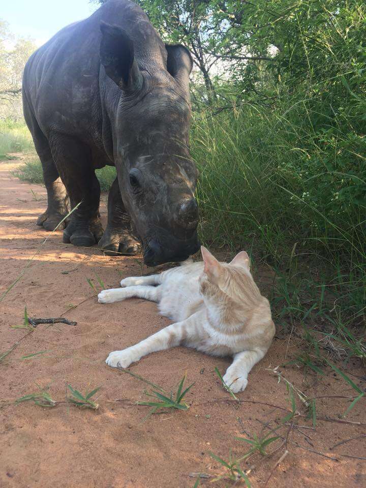 Rhino saying hi to cat friend