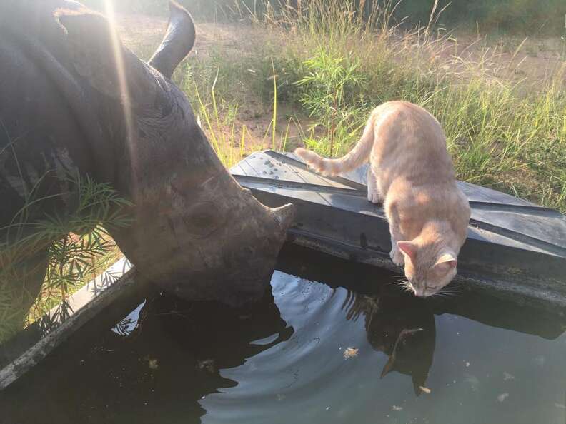 Orphaned rhino and rescue cat drinking water together