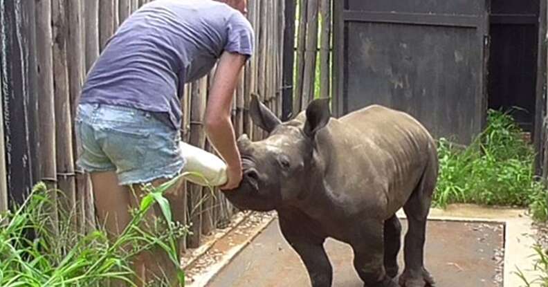 Nandi, the rhino who lost his mom to poachers, gets bottlefed after his rescue