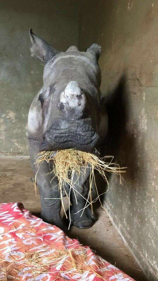 Orphaned rhino, Nandi, eating hay at the orphanage