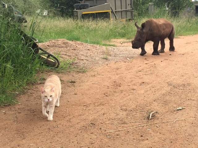 Mewie the cat leading Nandi the rhino on a walk