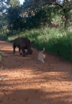 Rhino and cat explore the South African rescue orphanage together